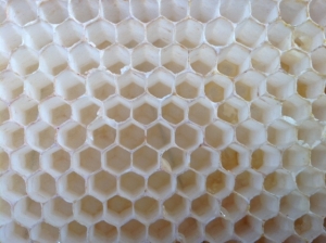honeycomb made by LCF bees